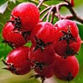 Боярышник плоды и листья входят в состав Hiperson Tea.