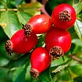 Мелисса плюс плоды шиповника есть в составе Hiperson Tea.