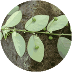 В состав Ортофикса входит филантус нирури